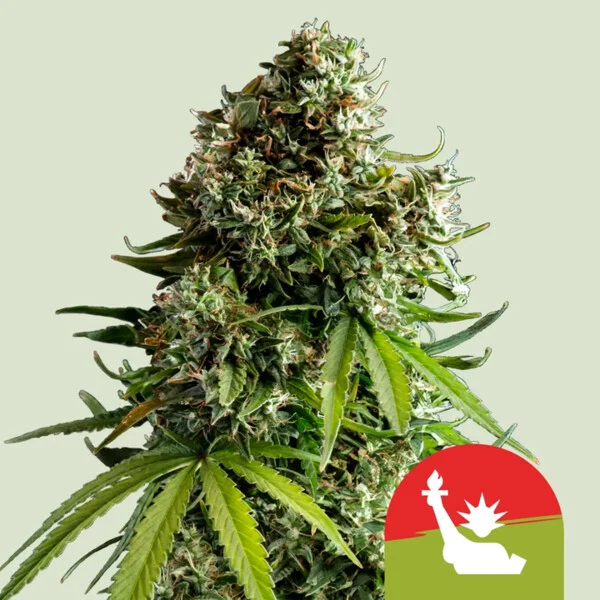 NYC SOUR D AUTO - 3
