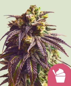 SUNDAE DRIVER - 3